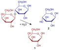 Hydrolysis of lactose