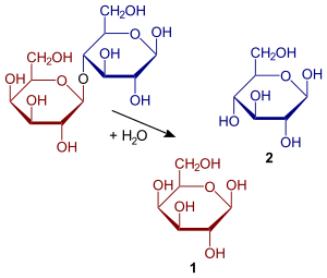 Archivo:Hydrolysis of lactose
