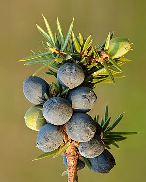 Archivo:Juniperus communis fruits - Keila