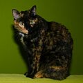 Kira, a tortoise shell cat
