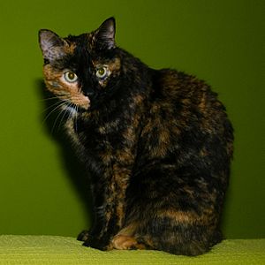Archivo:Kira, a tortoise shell cat