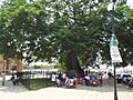 La Pochota o Ceiba (Pentandra). Arbol Historico. - panoramio