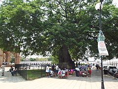 Archivo:La Pochota o Ceiba (Pentandra). Arbol Historico. - panoramio