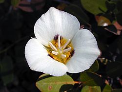 Archivo:Leichtlins Mariposa Lily, Yosemite