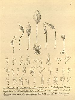 Lepanthes schiedei, avis, lindleyana, disticha, turialvae, aquila-borussiae, mucronata, wageneri - Xenia vol 1 pl 50 (1858).jpg