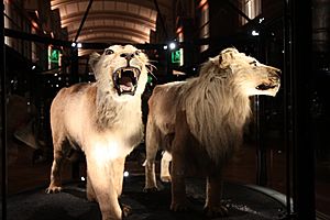 Archivo:Lions du Cap
