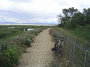 Archivo:Little river railtrail near kaituna lagoon