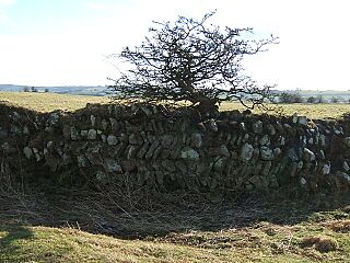 Longovicium - geograph.org.uk - 344015.jpg