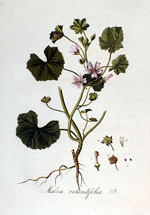 Archivo:Malva rotundifolia — Flora Batava — Volume v2