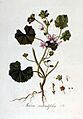 Malva rotundifolia — Flora Batava — Volume v2