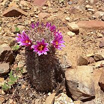 Archivo:Mammillaria grahamii (9397478134)