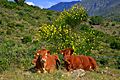 Massís de l'Albera (Alt Empordà) - 3