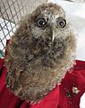 Megascops nudipes Owlet Mucarito-Screech Owl of Puerto Rico
