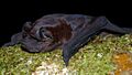 Molossus bondae 2