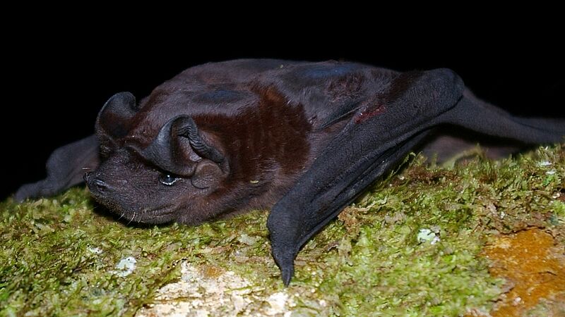 Molossus bondae 2