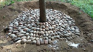 Archivo:Mulching coconut 01
