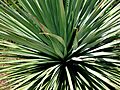 Nolina nelsonii