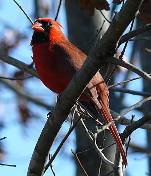 Archivo:Northern Cardinal Male-27527-2