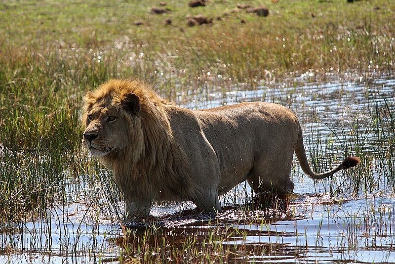 Panthera leo melanochaita 235848078