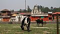 Pashupatinath-Surya Ghats-84-Kuh-Stier-2014-gje