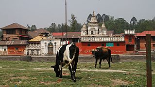 Pashupatinath-Surya Ghats-84-Kuh-Stier-2014-gje