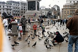 Archivo:People feeding pigeons in Trafalgar Square c.1993