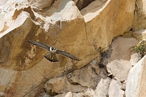 Archivo:Peregrine Falcon in flight