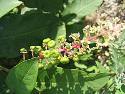 Phytolacca1.jpg
