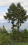 Pinus leiophylla Tulancingo