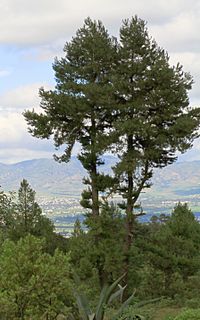Archivo:Pinus leiophylla Tulancingo