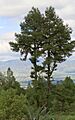 Pinus leiophylla Tulancingo