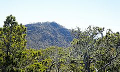 Archivo:Pinus occidentalis on Pico Duarte