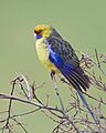 Platycercus caledonicus - Collinsvale