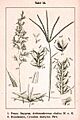 Poaceae spp Sturm24