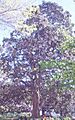 Port Jackson Fig