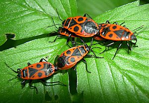 Archivo:Pyrrhocoris apterus1
