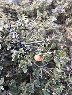 Quercus Intricata.jpg