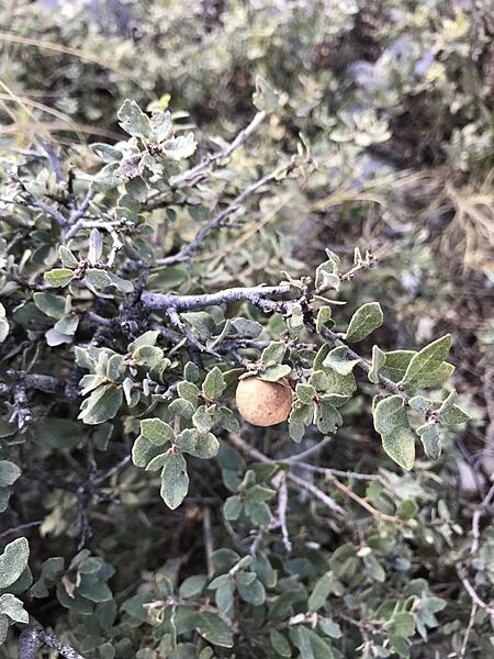 Quercus Intricata