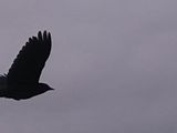 Red-winged blackbird in flight at Harlem Meer (cropped)