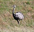 Rhea americana, southern Argentina