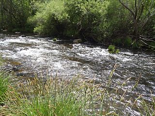 Rio Pedroso cerca de Barbadillo del Pez.JPG