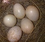 Archivo:Robin eggs