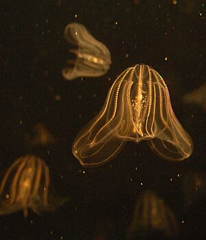 Archivo:Sea walnut, Boston Aquarium