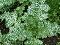 Silybum marianum 001