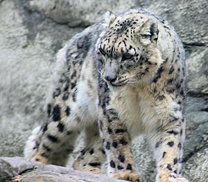 Archivo:Snow Leopard 1