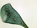 Stentor coeruleus extended