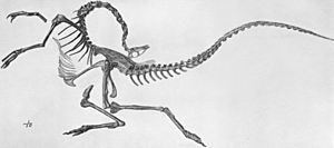 Archivo:Struthiomimus skeleton jconway