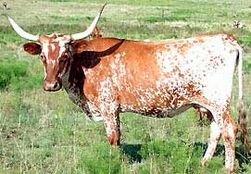 Archivo:Texas Longhorn