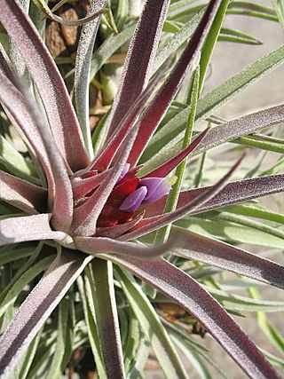 Tillandsia kammii (TS) 2-04037.jpg