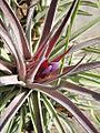Tillandsia kammii (TS) 2-04037